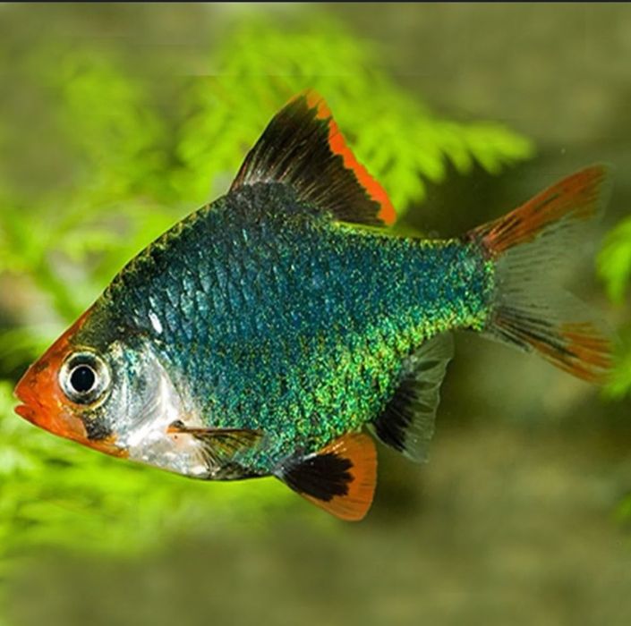 Рыбки разноцветные