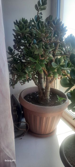 Продам цветок денежное дерево