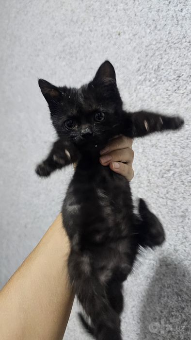 Отдам маленького котёнка
