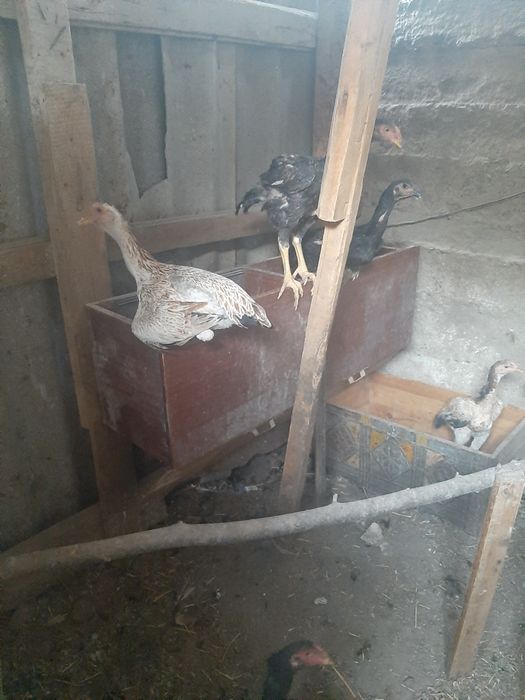 Ассалам алейкум продаётся жужики майский мартовские и адин сентябрский