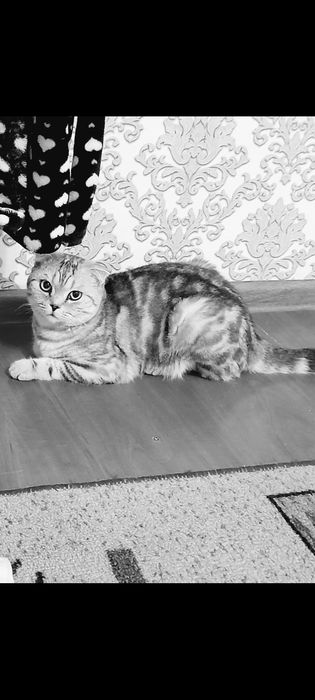 Ищем кошечку для вязки