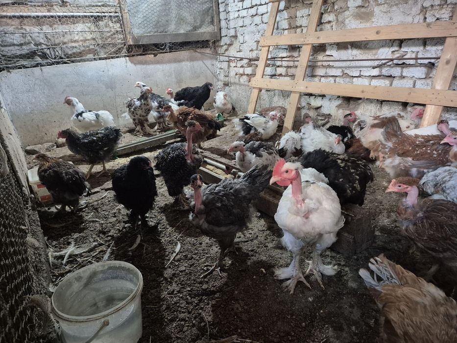 Продавам пилета кръстоска  на 3 месеца