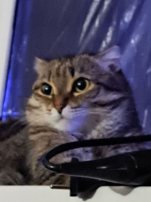 Кошечка породистая
