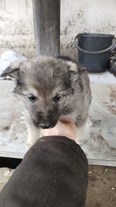 Отдам щенят в добрые руки