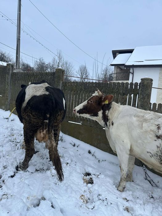 Vand 2 vaci langa craiova