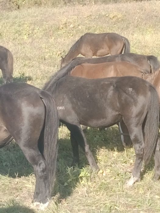Продам лошадей недорого
