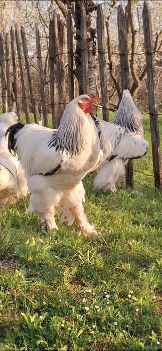 Ouă incubat brahma herminat deschis linie foarte bună!!!