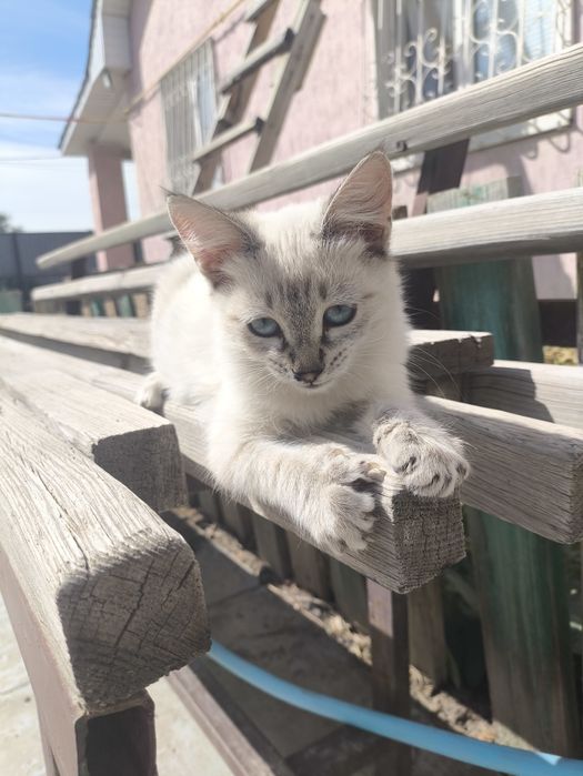 Отдам котят в добрые руки.