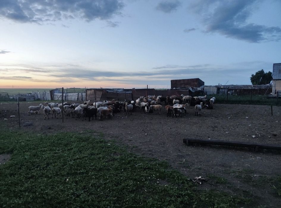 Продам 100 барнов
