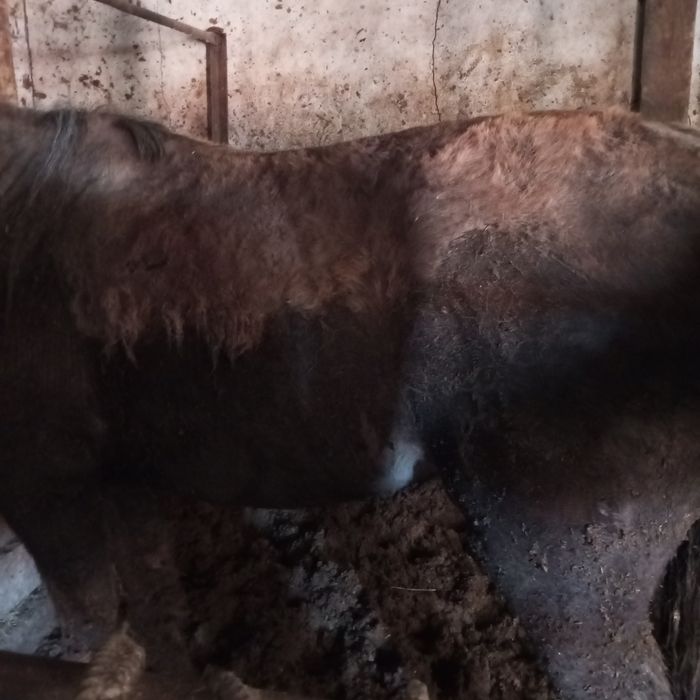 Продам байтал с откорма.