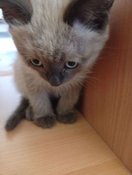 Отдам котенка в добрые руки!