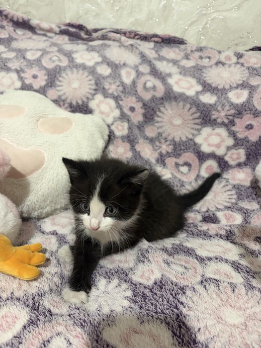 Котенок мальчик в добрые руки!
