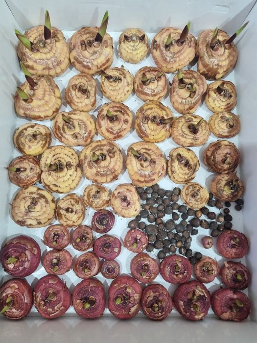 Луковицы гладиолусов