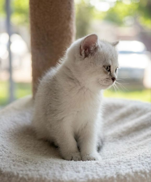 Британские котята
