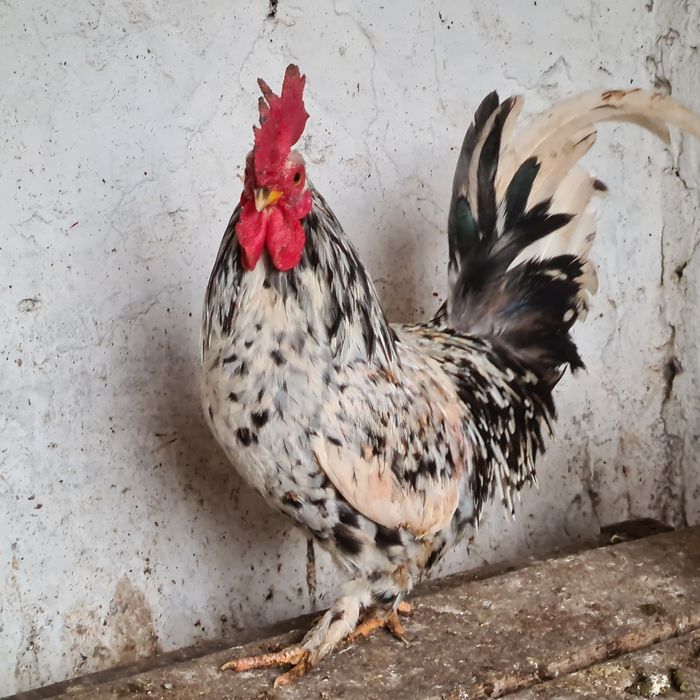 Cocosei pitici de vanzare