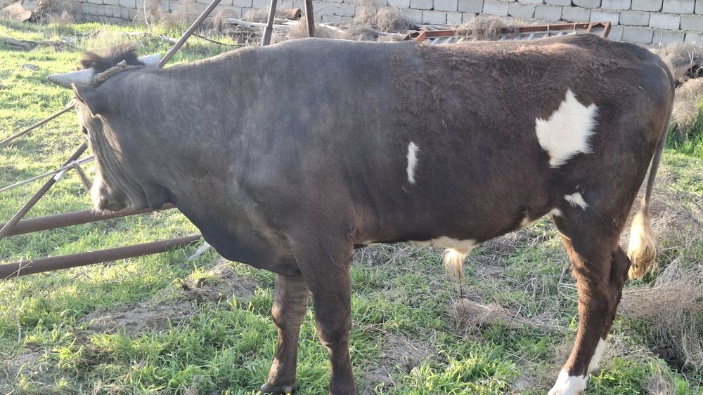 Швет навослар сотилди 2та бир жойда буйи 130дан зиёд , соглом 100%