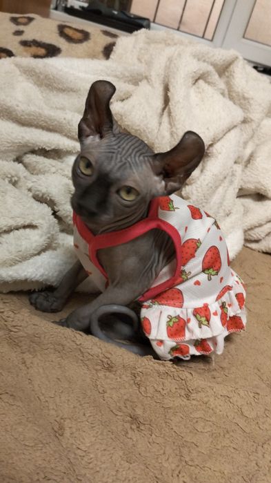 Продам девочку породы канадский сфинкс эльф