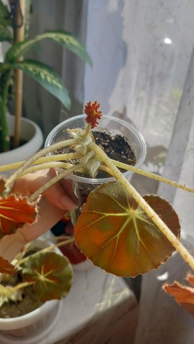 Комнатные цветы разные