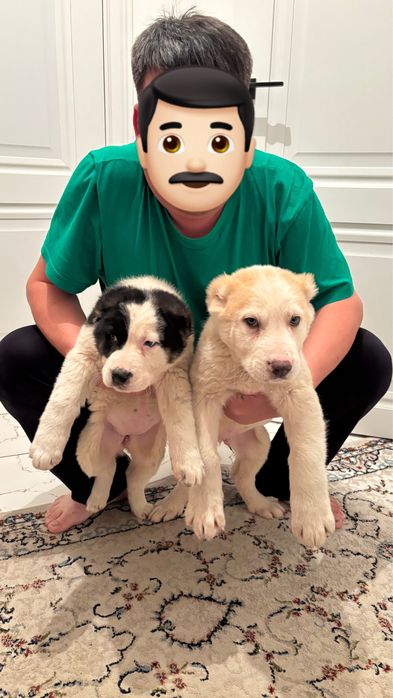 Тобет сатылады САО