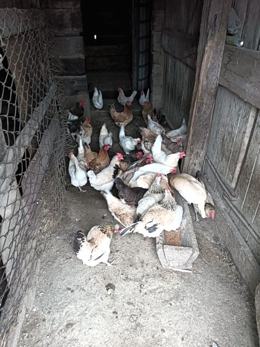 Продаются домашние куры