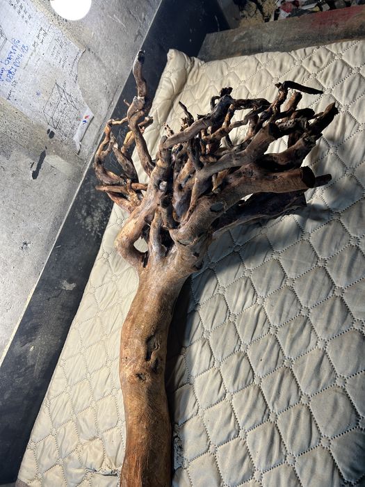 Корен от върба за аквариум обработен!