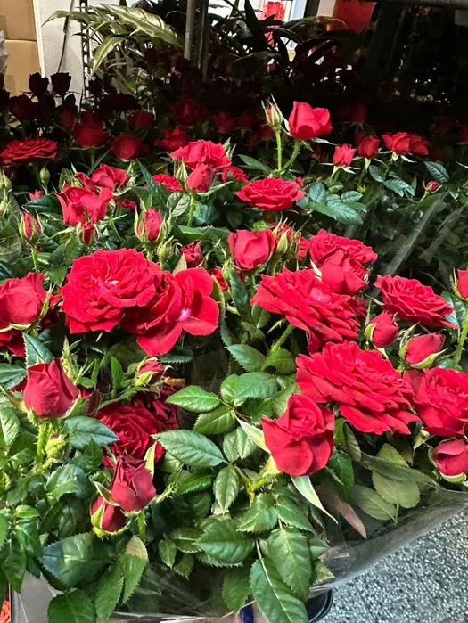 Мини рози-студоустойчиви