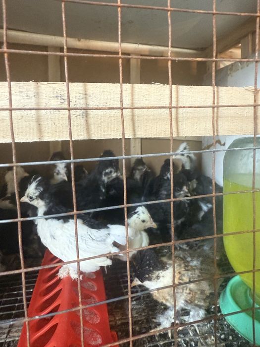 Японский карлик балапандары
