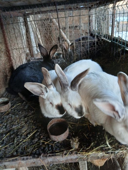 Vand iepuri 5 femele si 1 mascul