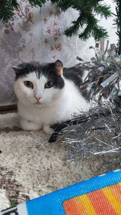 Отдам котов в добрые руки