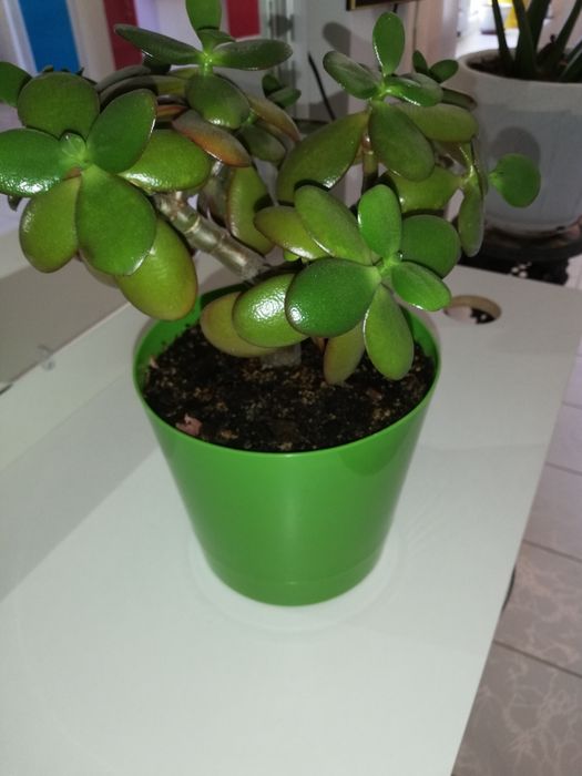 Денежное дерево - толстянка