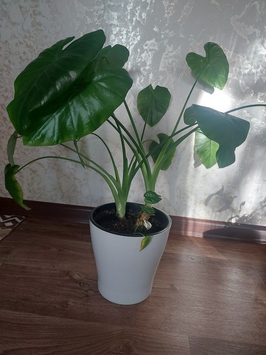 Комнатный цветы разные