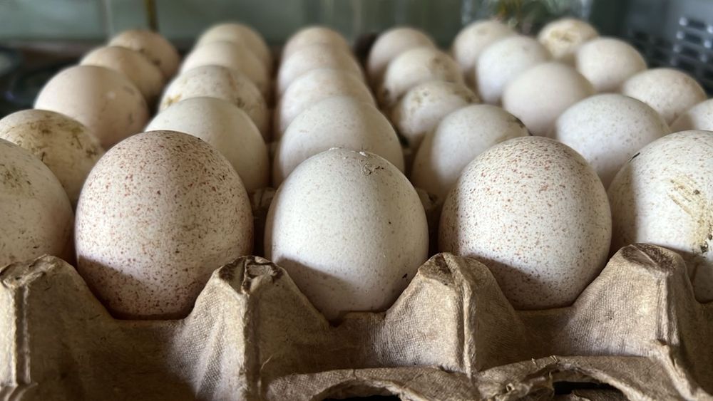 Яйца для инкубации