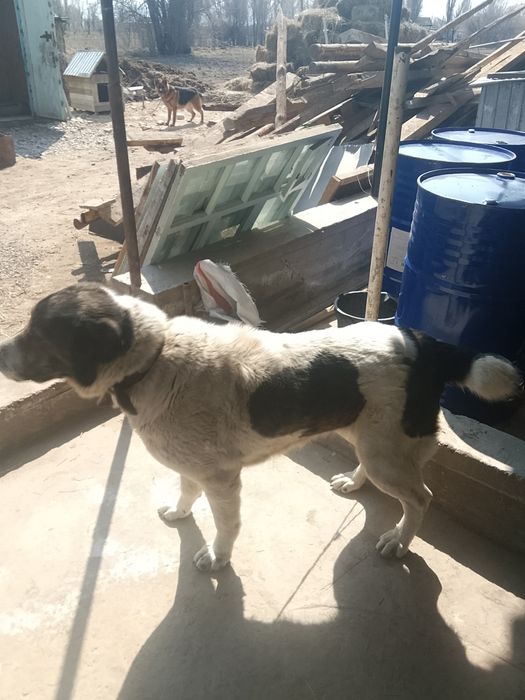 Алабай продаётся