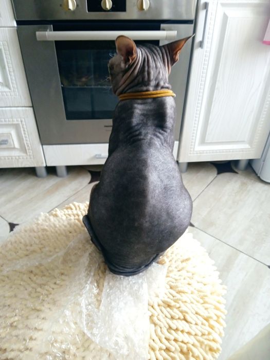 Вязка кошек сфинксов