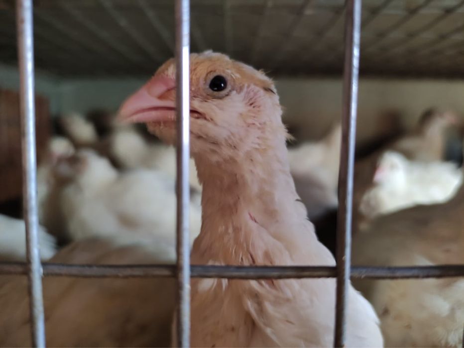 Перепелиное мясо