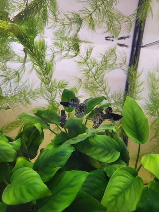 Guppy Metal Snakeskin Blue – pești pentru acvariu