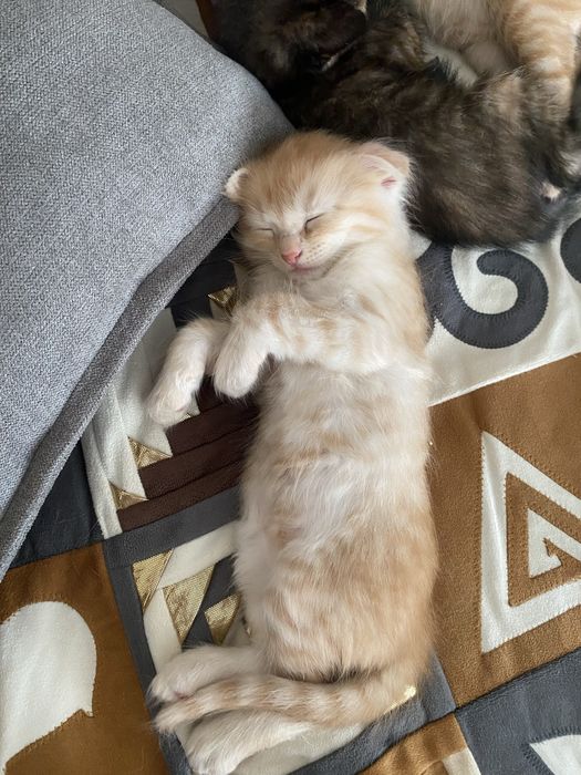 Вислоухий котенок