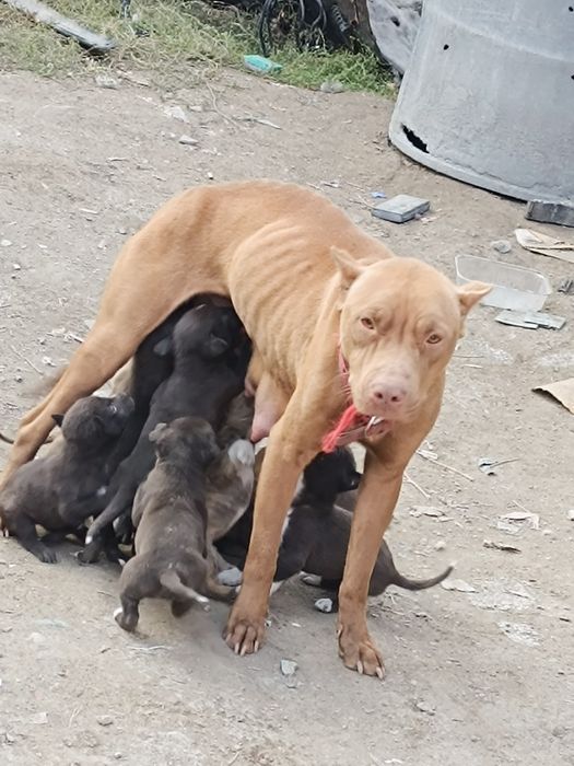 Щенки ПИТБУЛИ ...