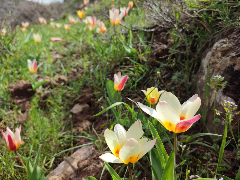Экскурсионные походы по горам Узбекистана, так же рыболовные туры