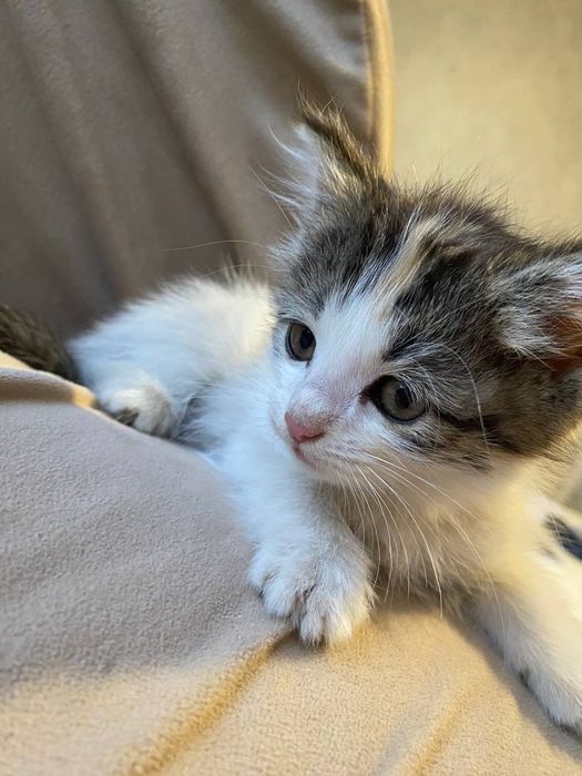 Котёнок домашний