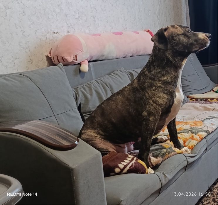 Девочка питьбуль, 2 года