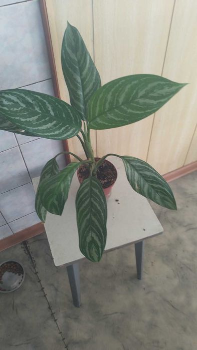 Аглаонема сорт Страйпс