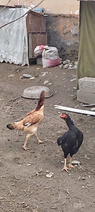 Dakan tuxumlari sotiladi