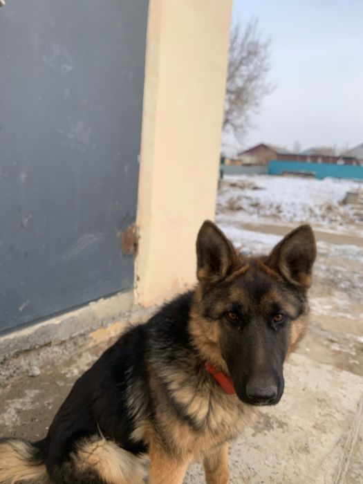 Собака 2025 таза қанды