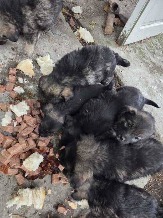 catei mici rasa maidanezi