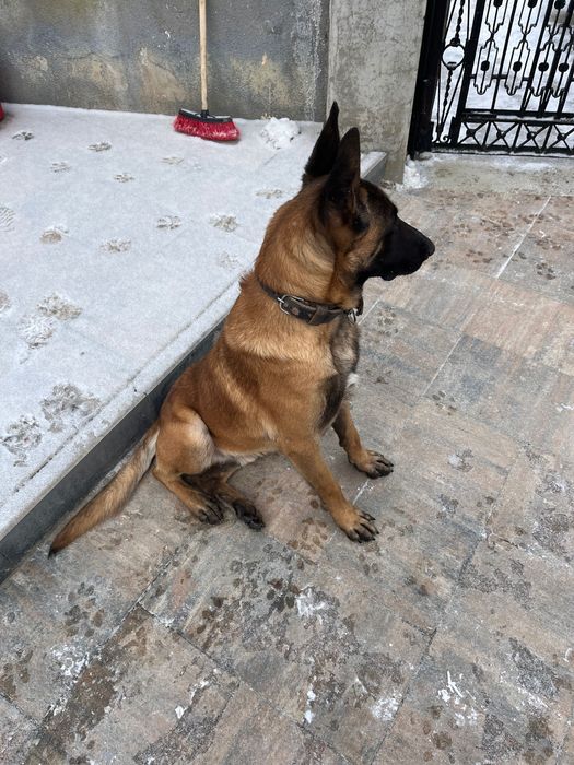 Ciobănesc belgian malinois