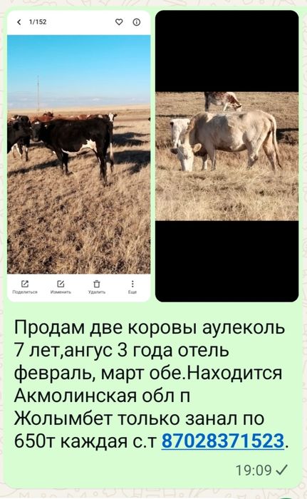 Продам две коровы аулеколь, ангус