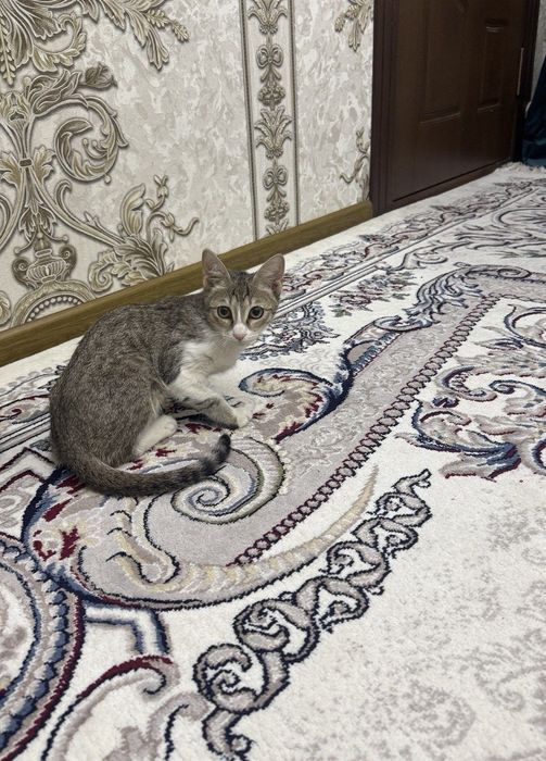 Котёнок / mushuk bolasi