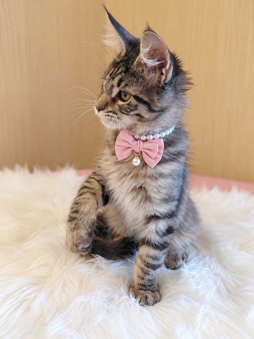 HONEY – Pui Maine Coon mascul, 3,5 luni | Pedigree | www.lynxrunecode.com