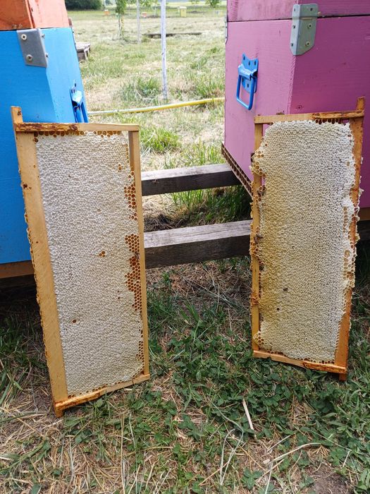 Miere de albine de vânzare Poliflora